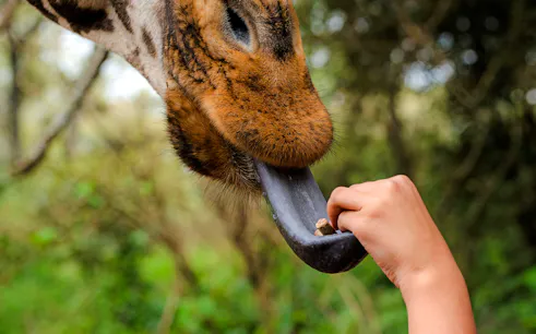 Giraffe being fed by hand at Nairobi Heritage tour.