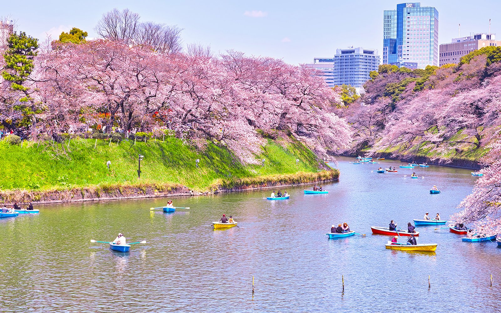 Boats on Chidorigafuchi Moat during cherry blossom season in Tokyo, Japan.