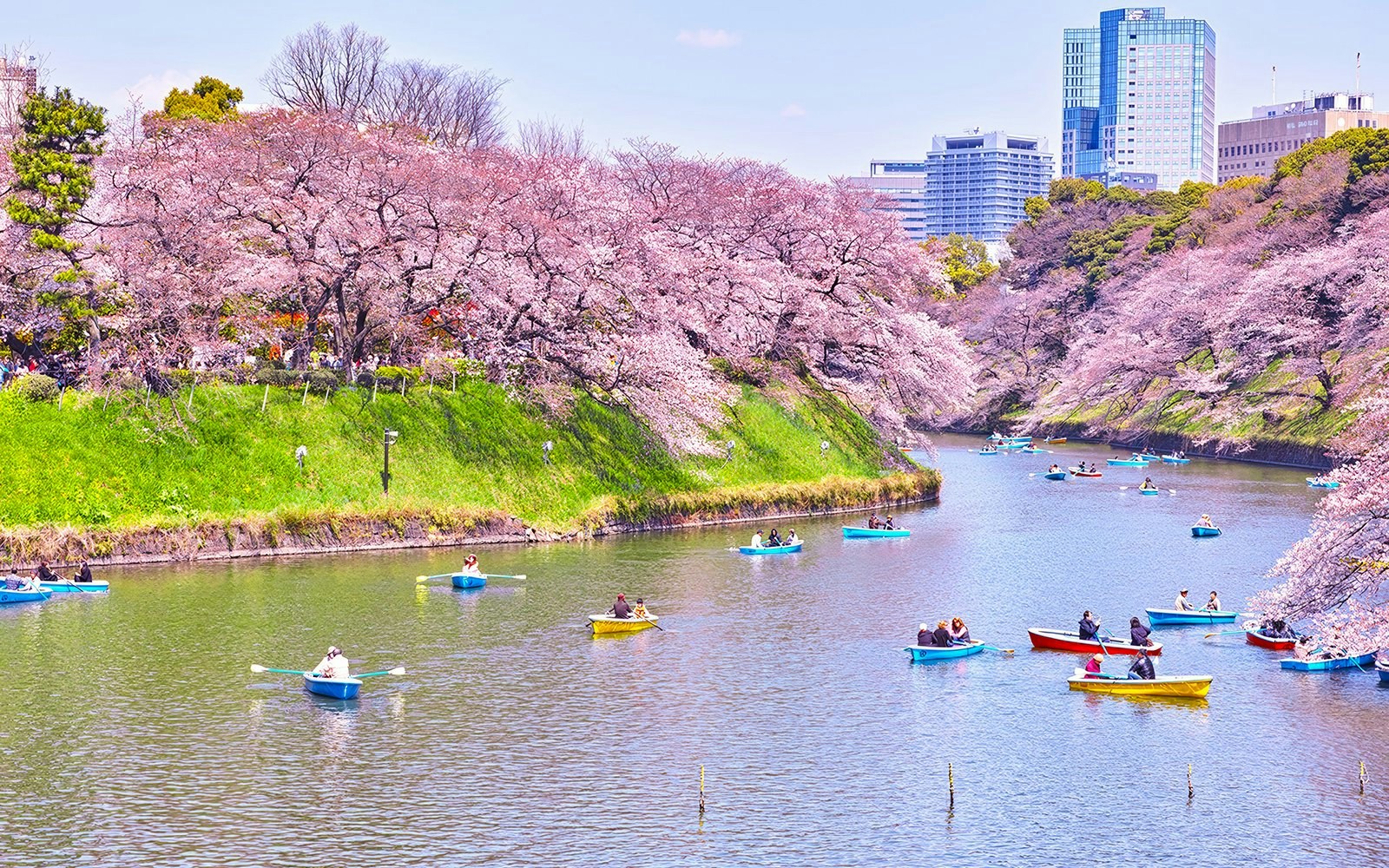 Boats on Chidorigafuchi Moat during cherry blossom season in Tokyo, Japan.