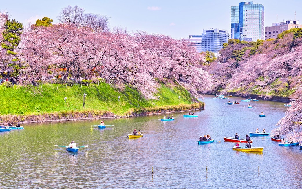 Boats on Chidorigafuchi Moat during cherry blossom season in Tokyo, Japan.