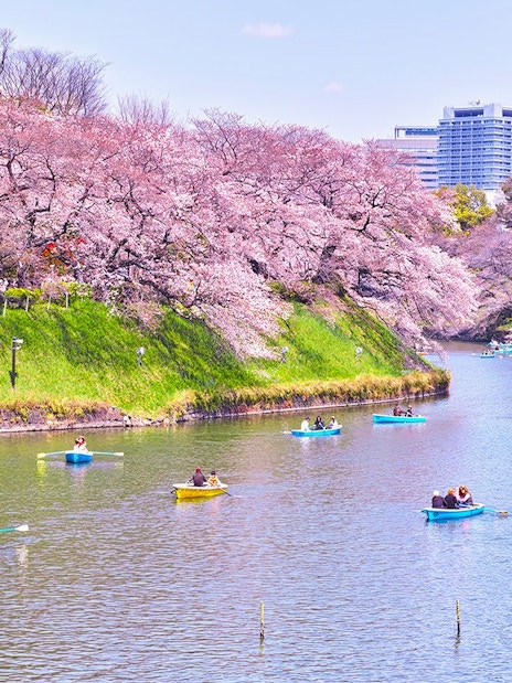 Boats on Chidorigafuchi Moat during cherry blossom season in Tokyo, Japan.