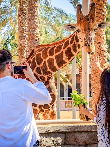 Giraffe being fed by visitors at a zoo with palm trees in the background.