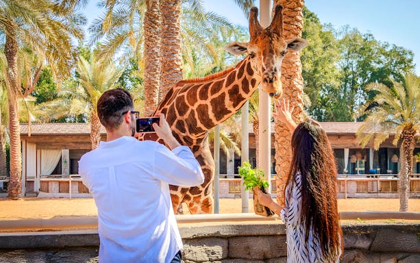 Giraffe being fed by visitors at a zoo with palm trees in the background.