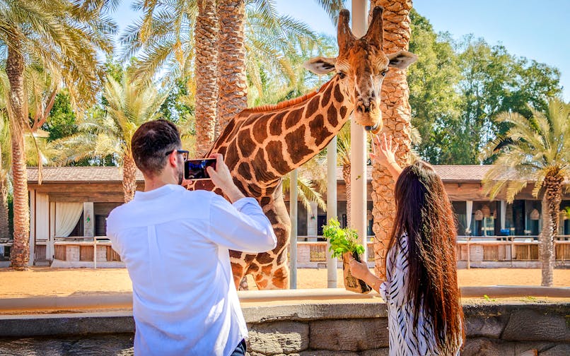 Giraffe being fed by visitors at a zoo with palm trees in the background.