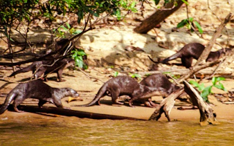desde kuala lumpur: excursión privada de un día al parque nacional de taman negara con paseo por las copas de los árboles-6