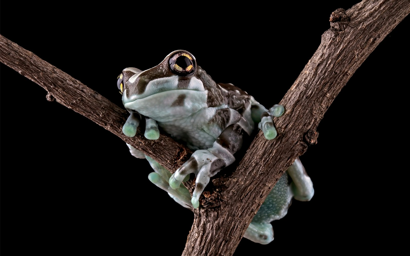 Close up of an Amazon milk frog
