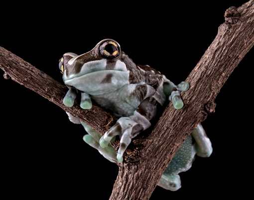 Amazon milk frog perched on a branch in the rainforest.