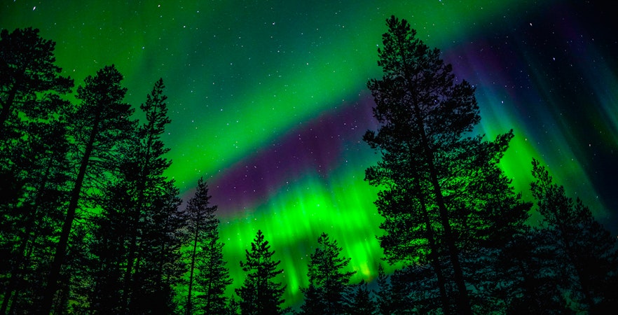 Northern Lights over forest in Rovaniemi, Finland.
