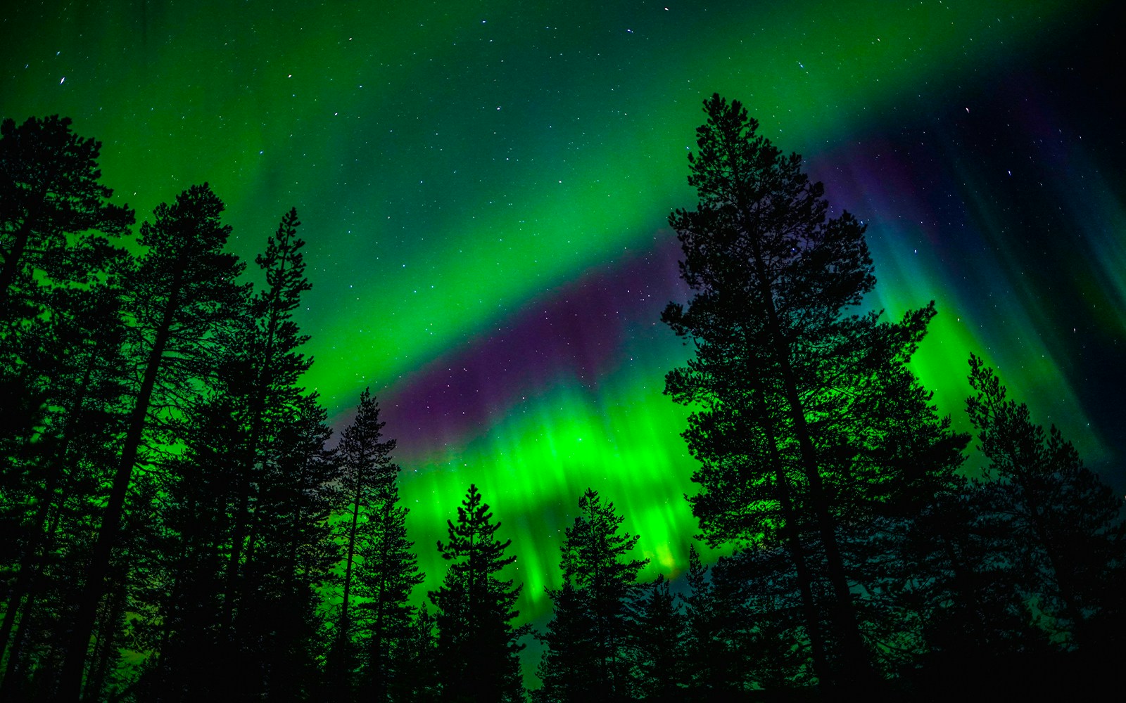 Northern Lights over forest in Rovaniemi, Finland.