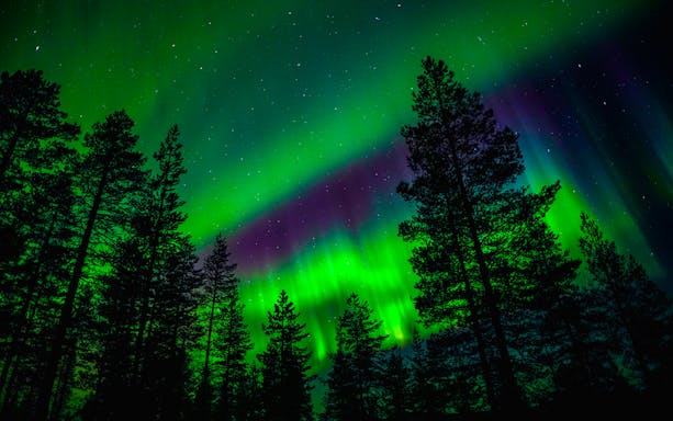 Northern Lights over forest in Rovaniemi, Finland.
