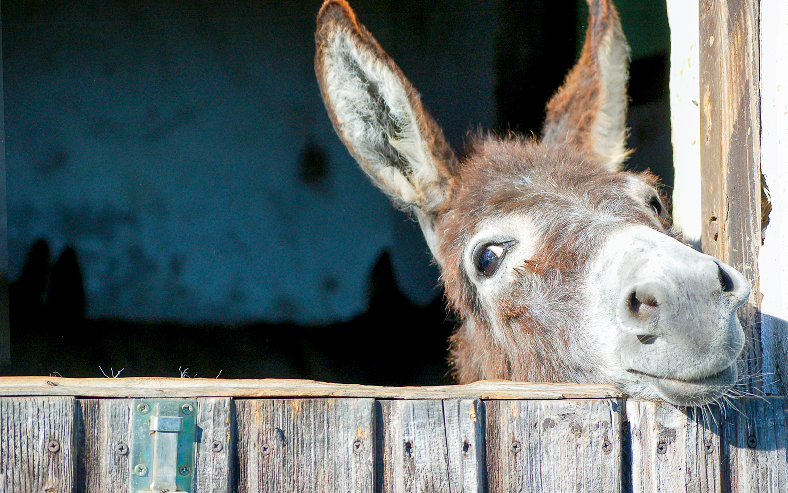 Children's Farm at Lisbon Zoo