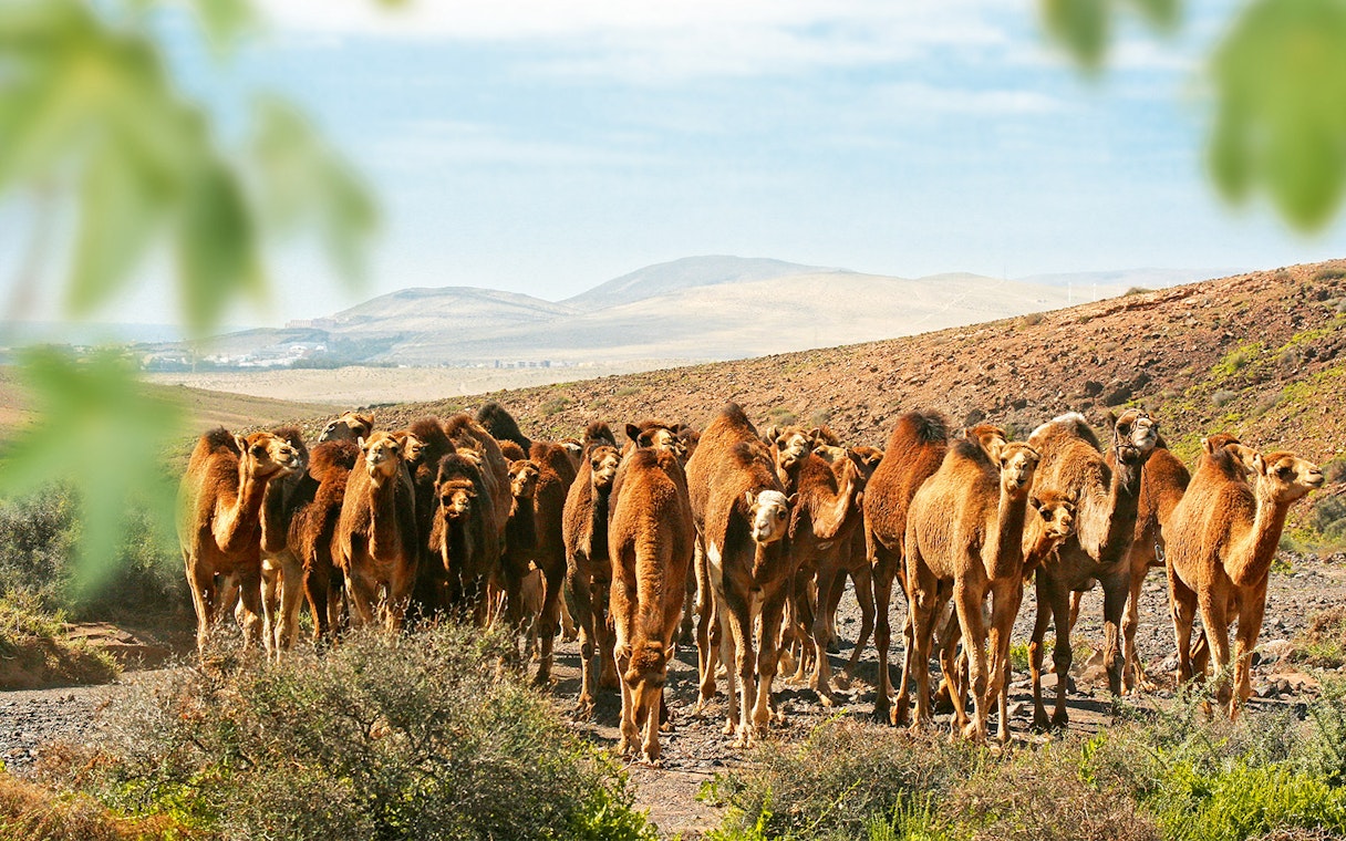 Camels walking in a group at Oasis Wildlife Fuerteventura, desert landscape in background.