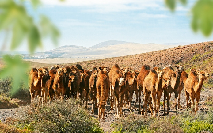 Camels walking in a group at Oasis Wildlife Fuerteventura, desert landscape in background.