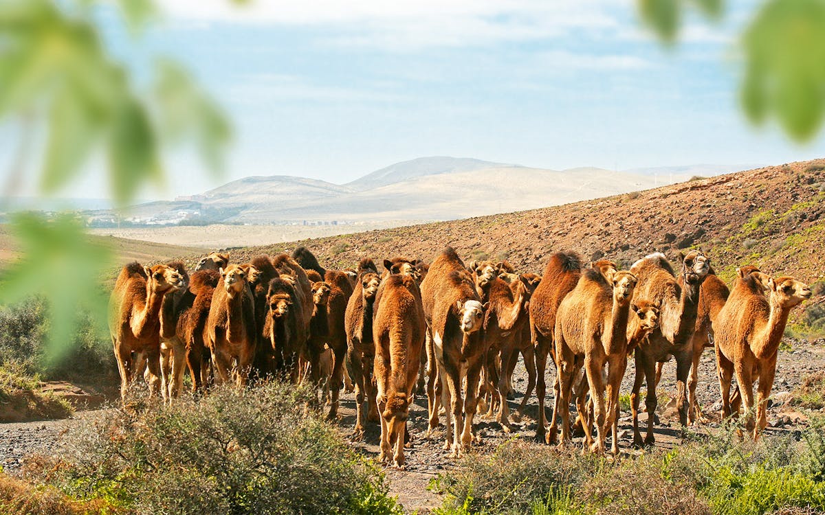 ingressos sem fila para o oasis wildlife fuerteventura-9 ingressos sem fila para o oasis wildlife fuerteventura-9