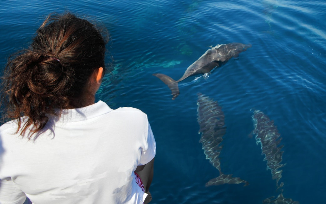 Person observing dolphins swimming in the Black Sea during Constanta boat trip.