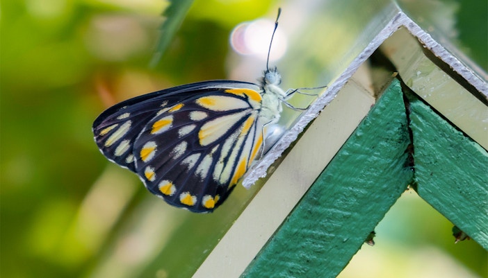 Butterfly inside NHM Vienna