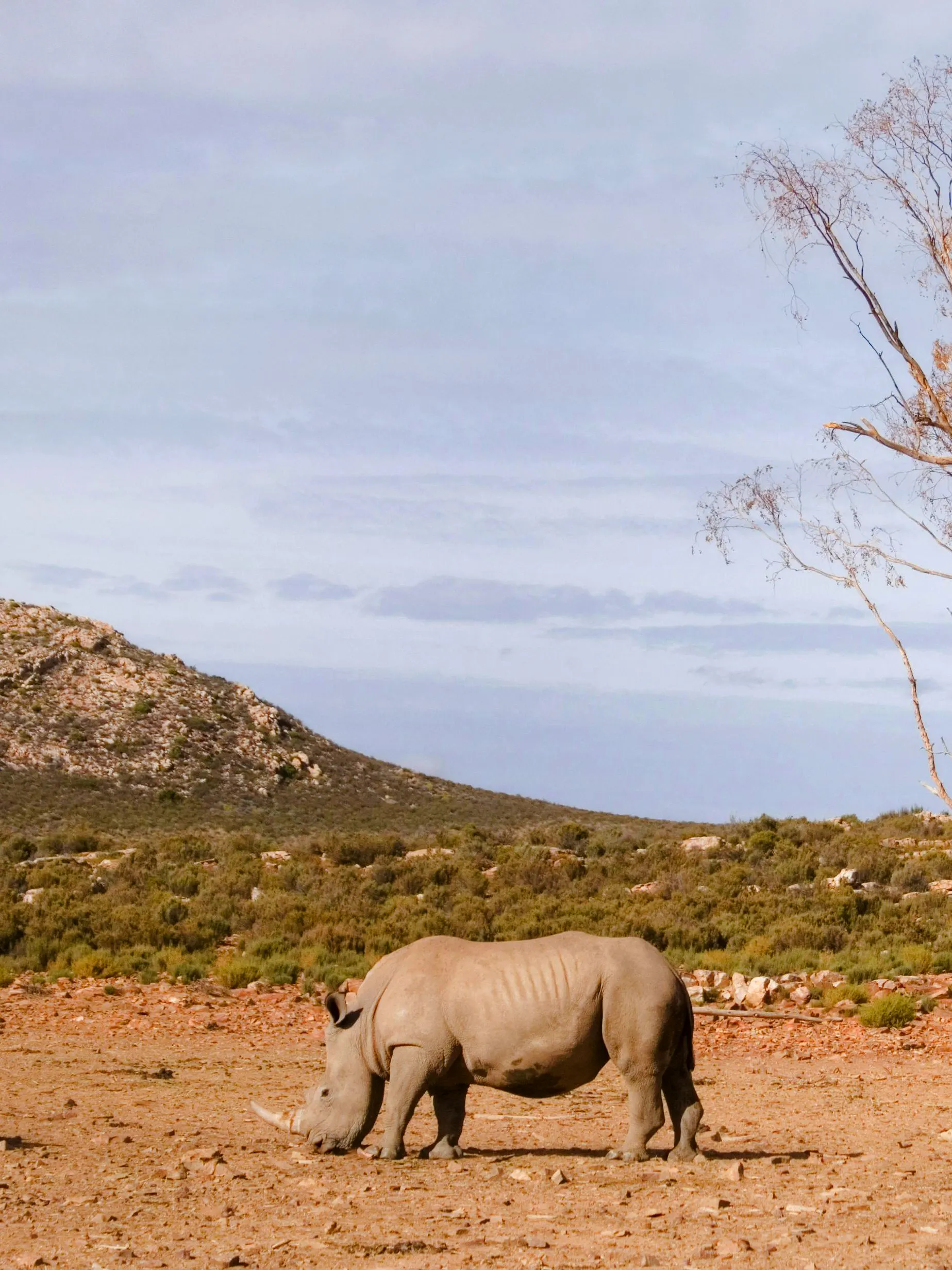 White rhino grazing under tree on plain, Aquila, South Africa.