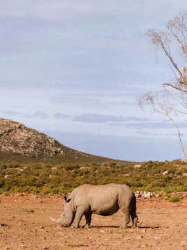 White rhino grazing under tree on plain, Aquila, South Africa.