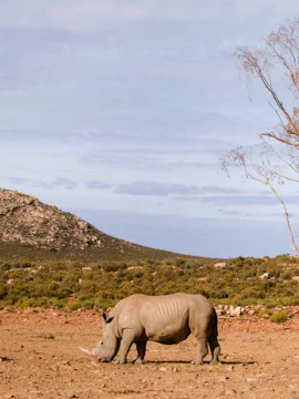 White rhino grazing under tree on plain, Aquila, South Africa.
