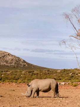 Cape Town'dan Büyük Beşli Safari