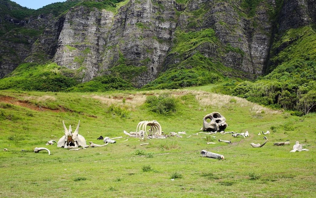 Dinosaur bones on grassy field at Kualoa Ranch, Hawaii with lush mountains in the background.