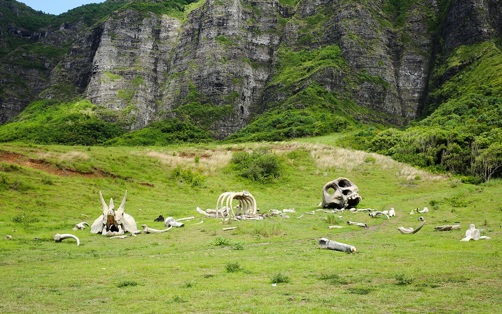 Dinosaur bones on grassy field at Kualoa Ranch, Hawaii with lush mountains in the background.