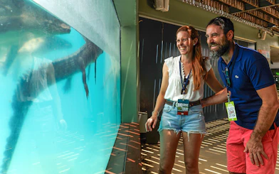 Couple enjoying crocodile view at Crocosaurus Cove, Darwin, Australia.
