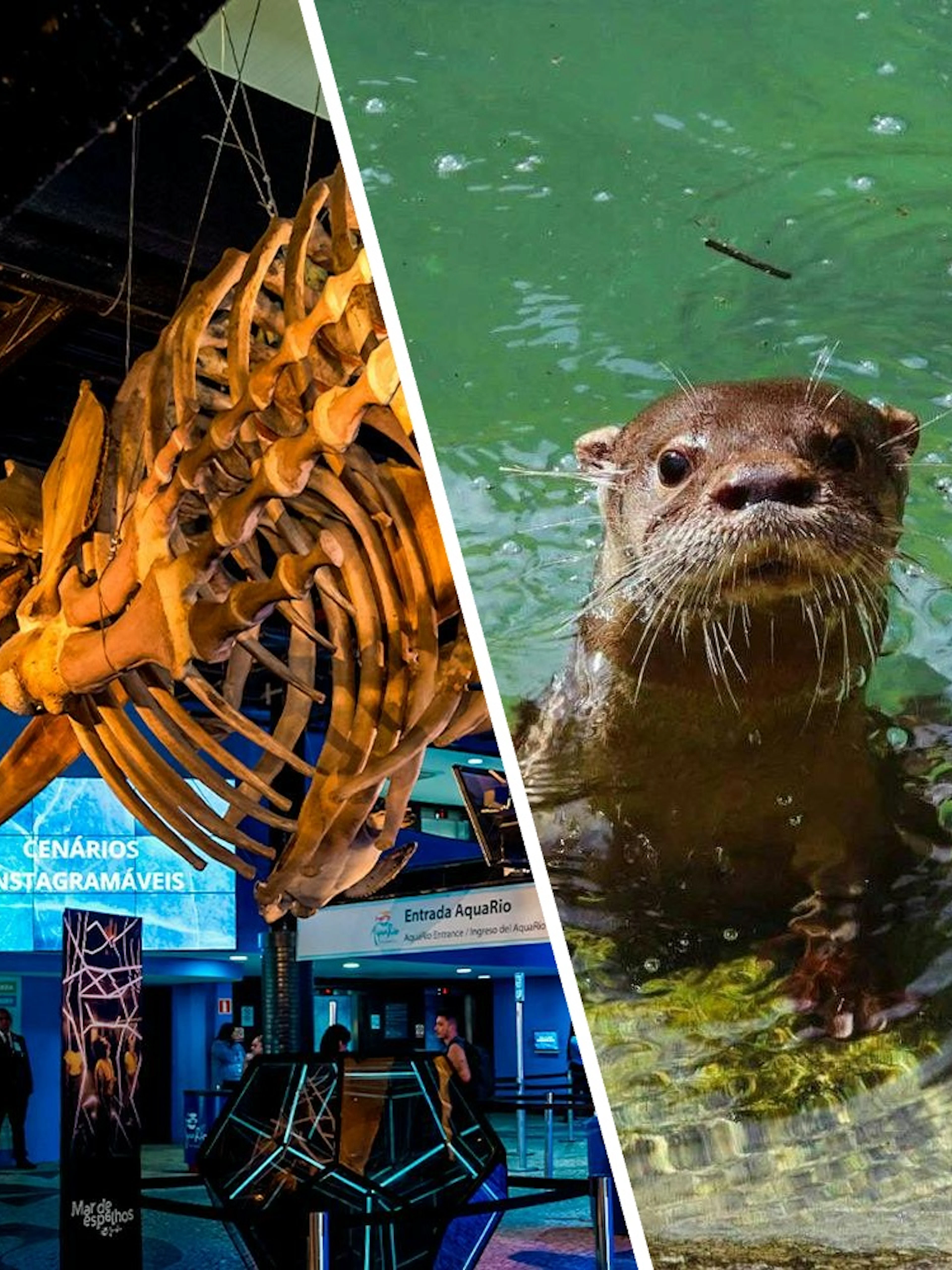 Huge skeleton display inside AquaRio aquarium, Rio de Janeiro.
