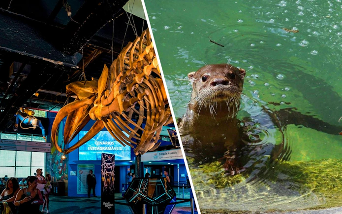 Huge skeleton display inside AquaRio aquarium, Rio de Janeiro.