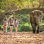Walk with elephants