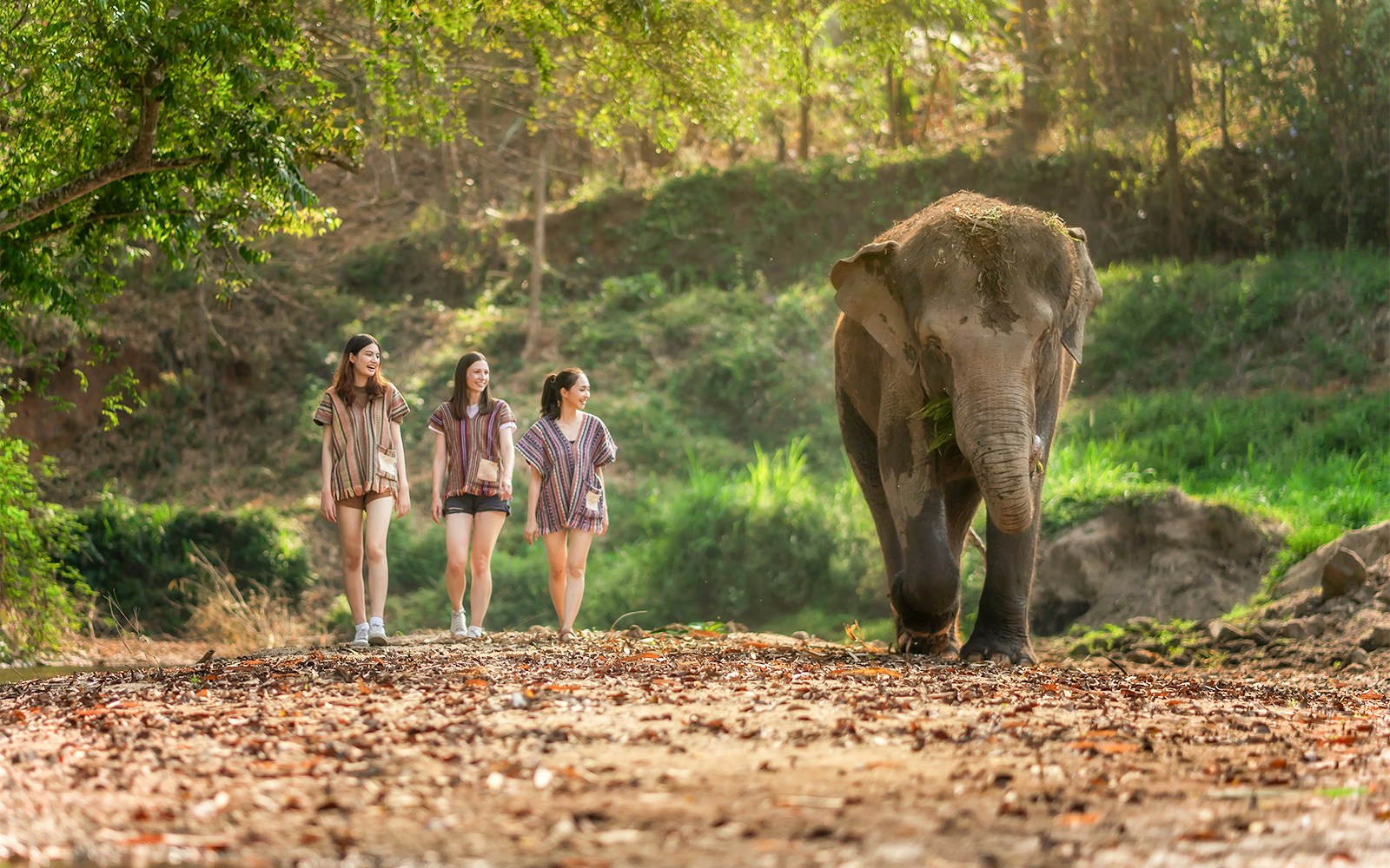 Walk with elephants