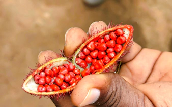 from zanzibar: jozani forest & spice farm tour with lunch-4