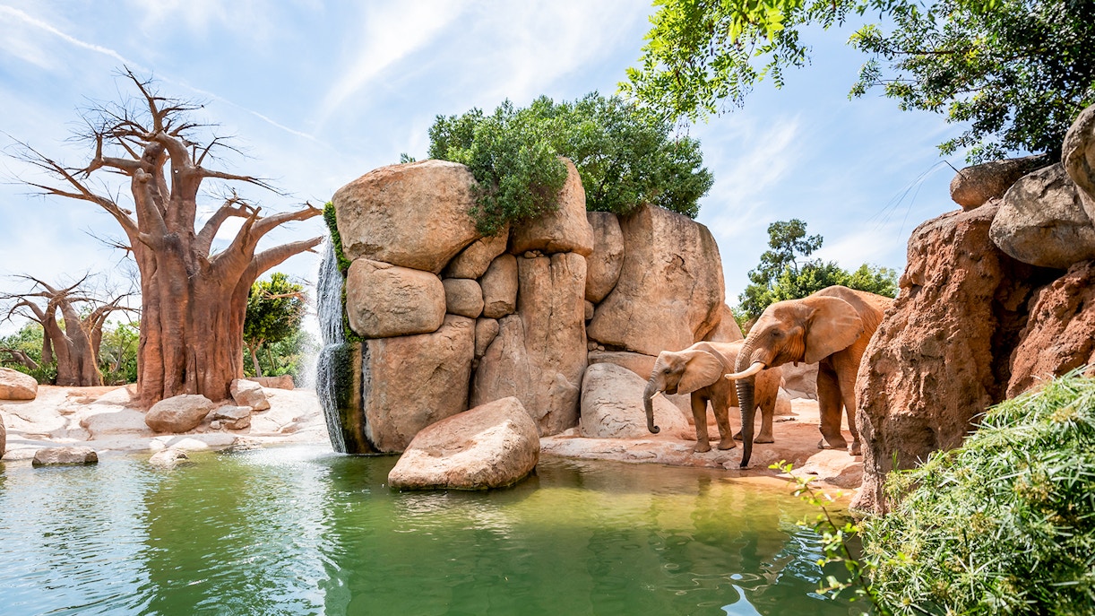 Cycle of Life Presentation