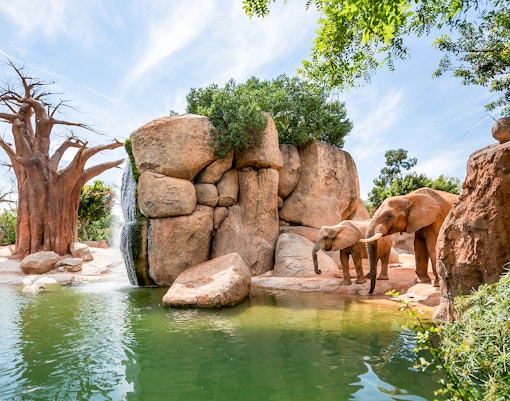 Elephants near a waterfall at Bioparc Valencia.