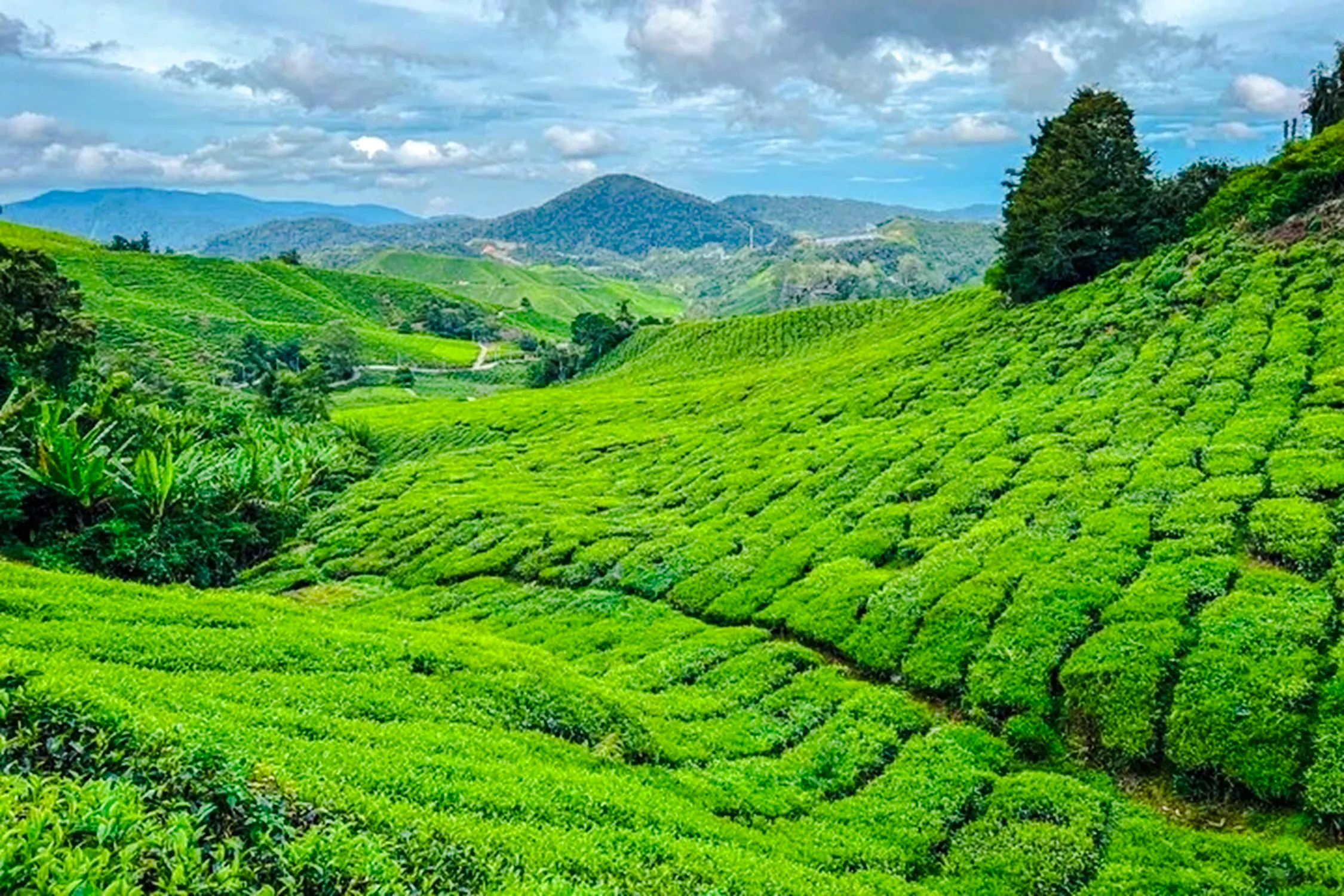 from kuala lumpur: private cameron highlands tour-14