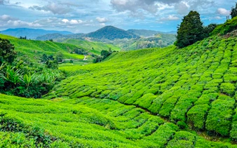 from kuala lumpur: private cameron highlands tour-14