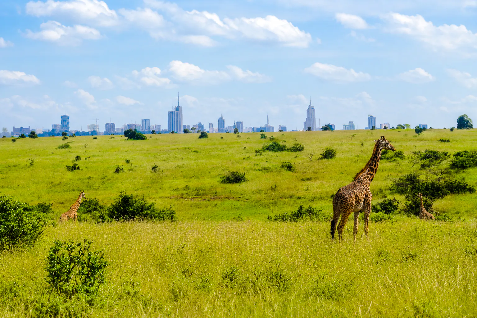 Giraffes in Nairobi National Park with city skyline in the background.