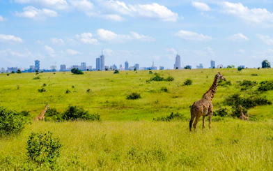 Giraffes in Nairobi National Park with city skyline in the background.