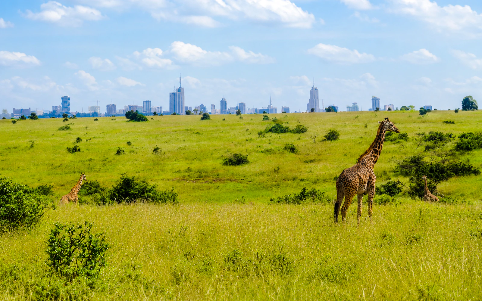 From Nairobi: Nairobi National Park Game Drive, David Sheldrick Elephant Orphanage and Giraffe Centre Tour (Product 56411)