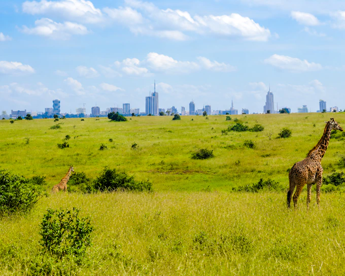 From Nairobi: Nairobi National Park Game Drive, David Sheldrick Elephant Orphanage and Giraffe Centre Tour (Product 56411)
