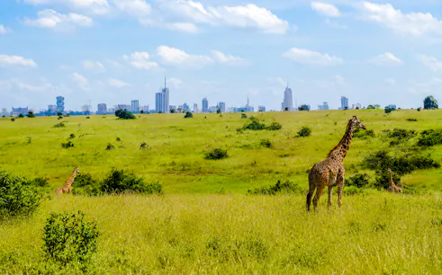 Giraffes in Nairobi National Park with city skyline in the background.