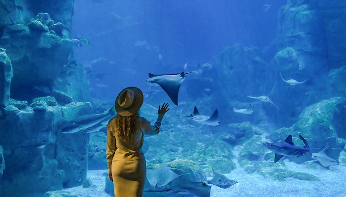 Woman watching a stingray fish at Oceanarium