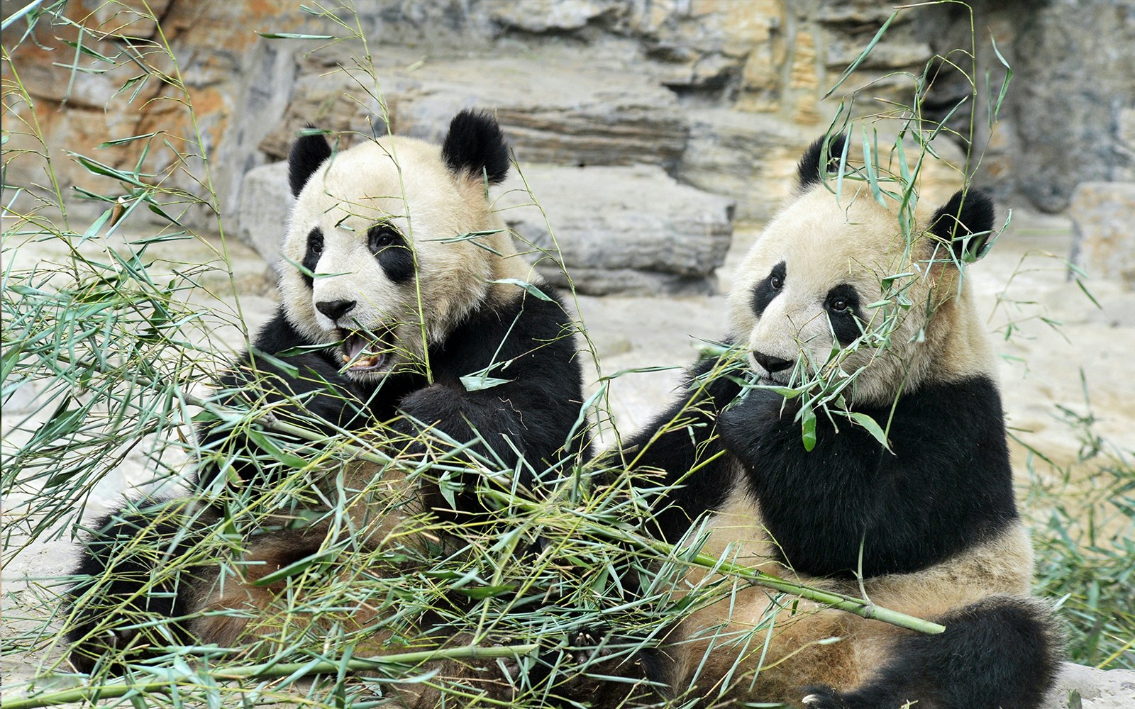 Two pandas eating bamboo at River Wonders.