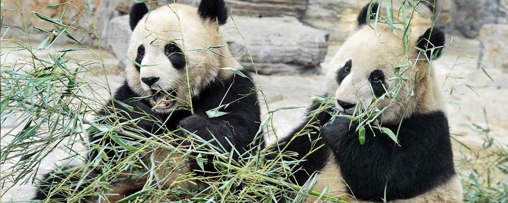 Two Pandas eating Bamboo tree at River Wonders