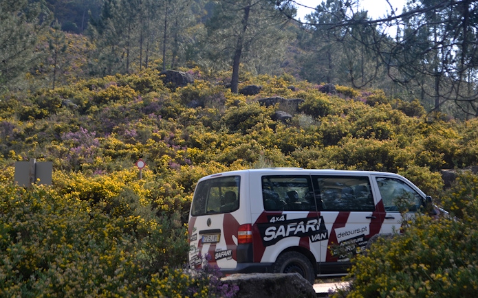 Safari van in Peneda Gerês National Park surrounded by lush greenery.