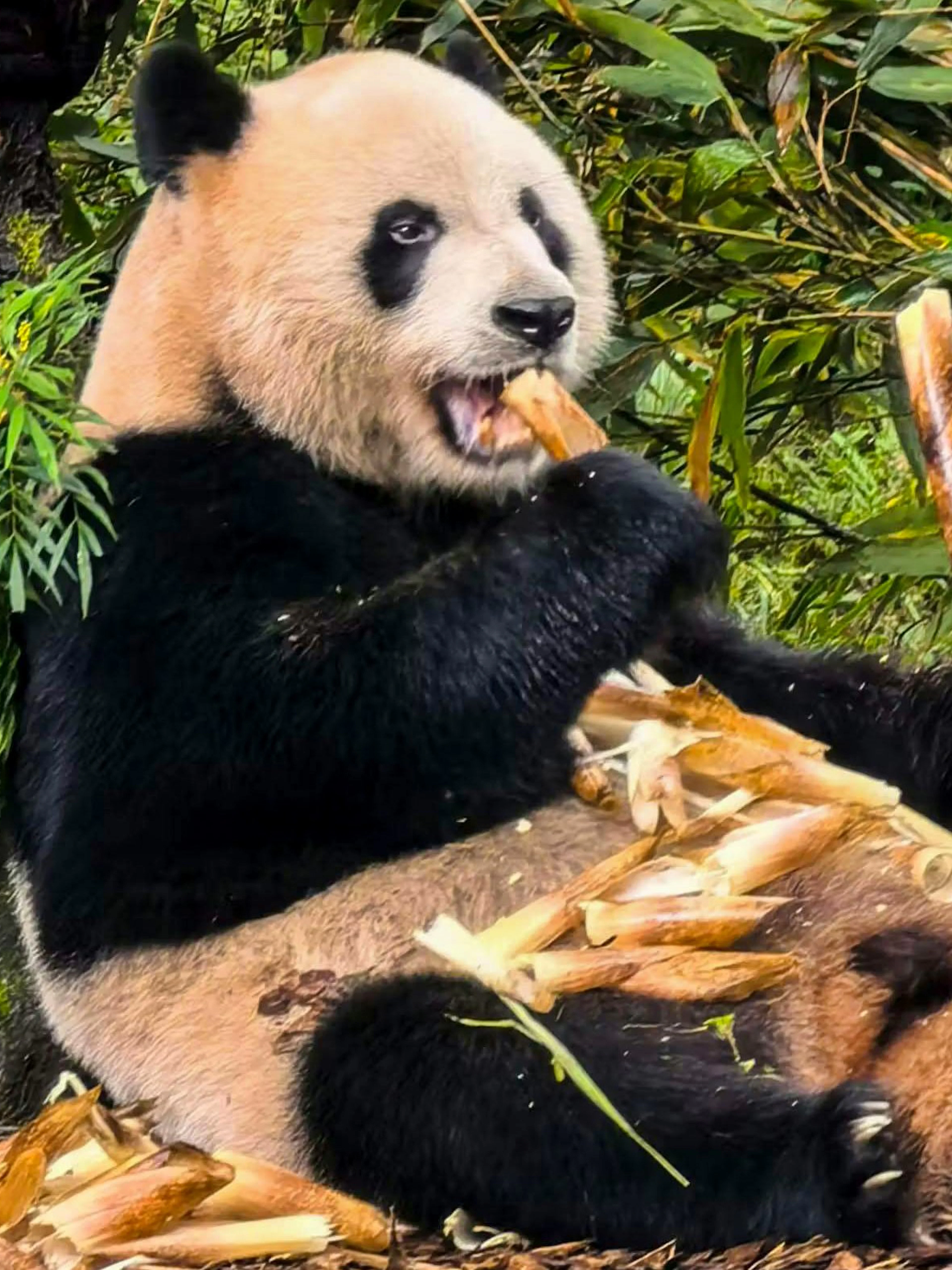 Panda eating bamboo at Dujiangyan Panda Valley, China.