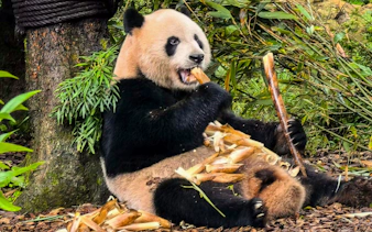 Panda eating bamboo at Dujiangyan Panda Valley, China.