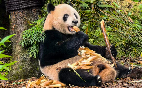 Dujiangyan Panda Valley & Dujiangyan Scenic Area Ticket with Shuttle Bus from Chengdu