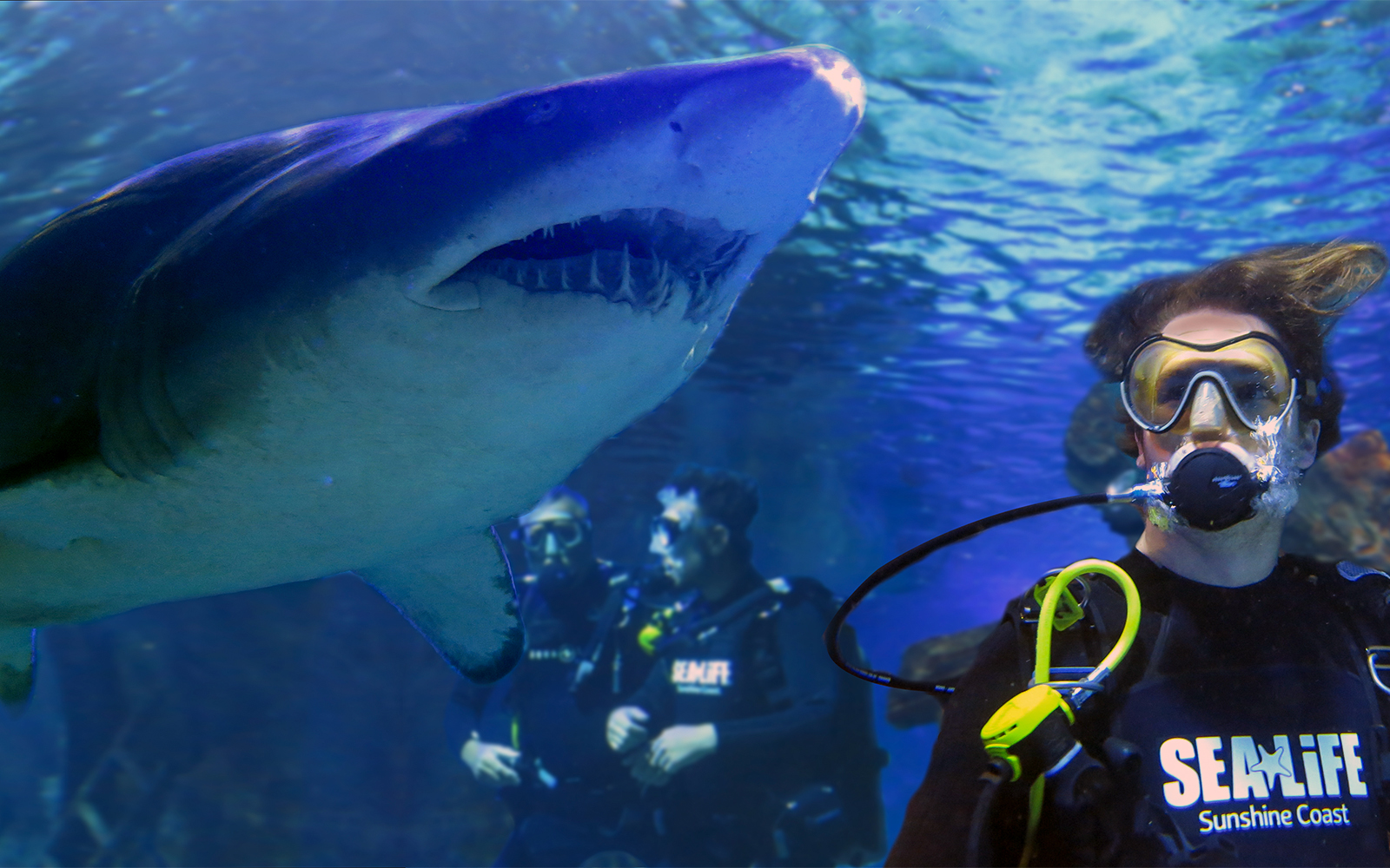 Scuba divers observing a shark at SEA LIFE Sunshine Coast.