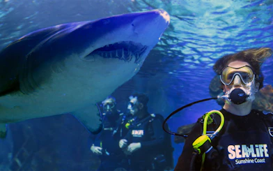 Scuba divers observing a shark at SEA LIFE Sunshine Coast.
